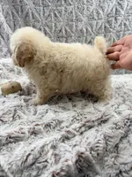 Susie Lou , a female Poodle - Toy  for sale in Phoenix, AZ – 3 of 8