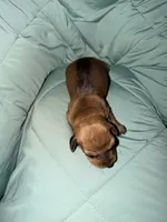 Amber, a female Miniature Dachshund for sale in Phoenix, AZ – 2 of 4