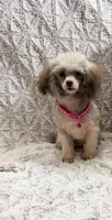 Puddles, a female Poodle - Toy  for sale in Phoenix, AZ – 3 of 10