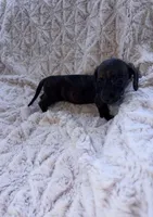 Tasha, a female Dachshund for sale in Phoenix, AZ – 3 of 10