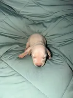 Casper, a male Miniature Dachshund for sale in Phoenix, AZ – 4 of 4