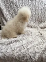Peanut, a female Poodle - Toy  for sale in Phoenix, AZ – 2 of 10