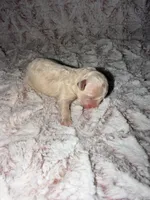 Susie Lou , a female Poodle - Toy  for sale in Phoenix, AZ – Photo 2 of 4
