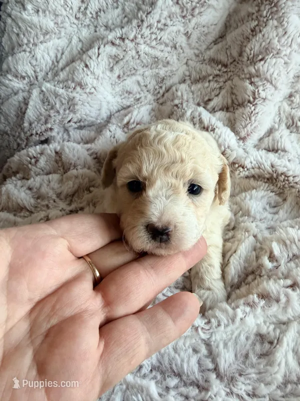 Susie Lou  – Poodle - Toy  puppy for sale in Phoenix, AZ