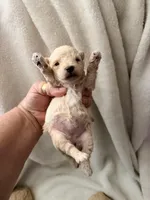 Susie Lou , a female Poodle - Toy  for sale in Phoenix, AZ – 6 of 8