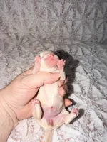 Susie Lou , a female Poodle - Toy  for sale in Phoenix, AZ – Photo 3 of 4