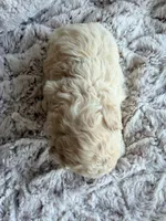 Susie Lou , a female Poodle - Toy  for sale in Phoenix, AZ – 5 of 8