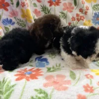 Chico, a male Poodle - Toy  for sale in Phoenix, AZ – Photo 5 of 9