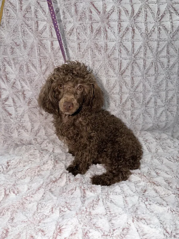 Chico – Poodle - Toy  puppy for sale in Phoenix, AZ