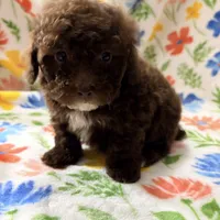 Chico, a male Poodle - Toy  for sale in Phoenix, AZ – Photo 8 of 9