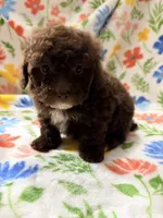 Chico, a male Poodle - Toy  for sale in Phoenix, AZ – Photo 8 of 9
