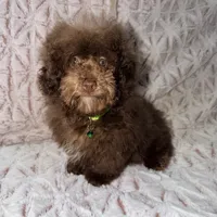 Chico, a male Poodle - Toy  for sale in Phoenix, AZ – Photo 1 of 9