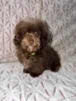 Chico, a male Poodle - Toy  for sale in Phoenix, AZ – Photo 1 of 9