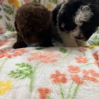 Chico, a male Poodle - Toy  for sale in Phoenix, AZ – Photo 9 of 9