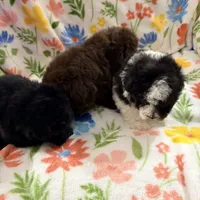 Chico, a male Poodle - Toy  for sale in Phoenix, AZ – Photo 7 of 9