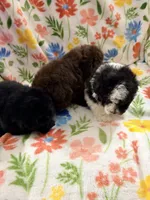 Chico, a male Poodle - Toy  for sale in Phoenix, AZ – Photo 7 of 9