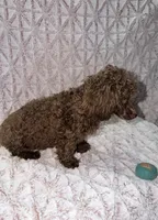 Chico, a male Poodle - Toy  for sale in Phoenix, AZ – 3 of 7