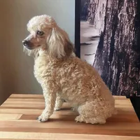 Chico, a male Poodle - Toy  for sale in Phoenix, AZ – Photo 3 of 9