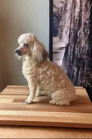 Chico, a male Poodle - Toy  for sale in Phoenix, AZ – Photo 3 of 9