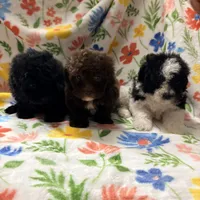 Chico, a male Poodle - Toy  for sale in Phoenix, AZ – Photo 6 of 9