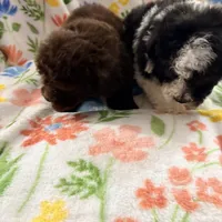 Chico, a male Poodle - Toy  for sale in Phoenix, AZ – Photo 4 of 9