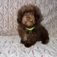 Chico, a male Poodle - Toy  for sale in Phoenix, AZ – Photo 2 of 9