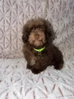 Chico, a male Poodle - Toy  for sale in Phoenix, AZ – Photo 2 of 9