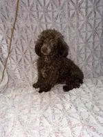 Chico, a male Poodle - Toy  for sale in Phoenix, AZ – 7 of 7