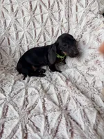 Saidie, a female Dachshund for sale in Phoenix, AZ – Photo 2 of 4