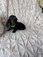 Saidie, a female Dachshund for sale in Phoenix, AZ – Photo 1 of 4