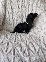 Saidie, a female Dachshund for sale in Phoenix, AZ – Photo 4 of 4