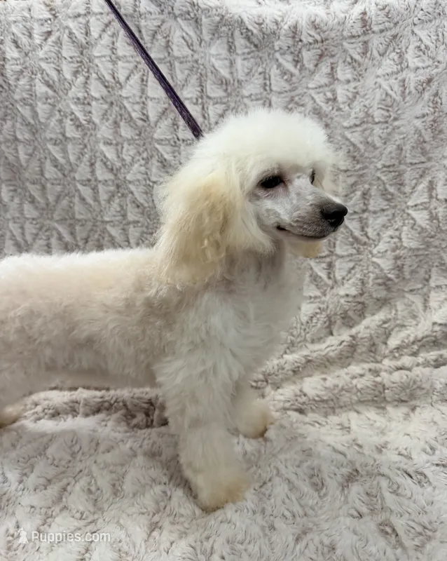Susie Lou  – Poodle - Toy  puppy for sale in Phoenix, AZ