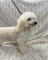 Susie Lou , a female Poodle - Toy  and Poodle - Miniature  for sale in Phoenix, AZ – 1 of 10