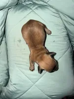 Pumpkin, a female Miniature Dachshund for sale in Phoenix, AZ – 3 of 3