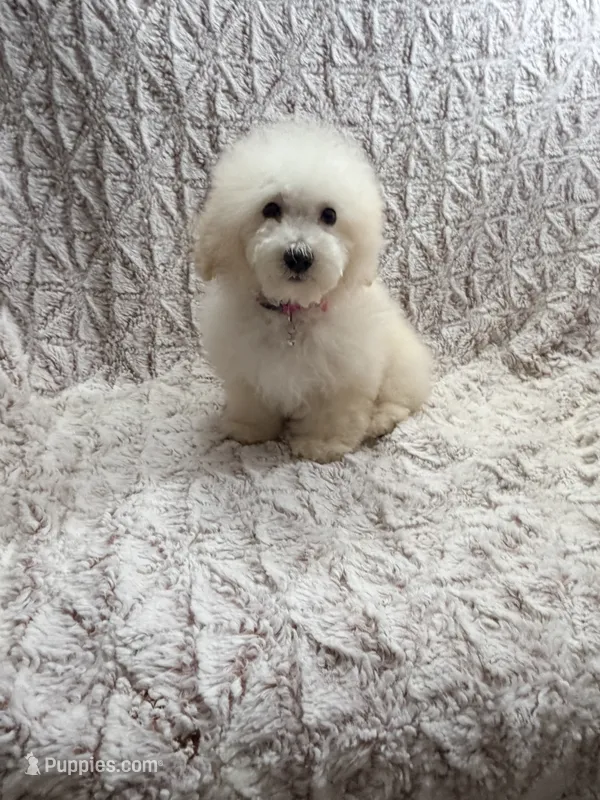 Peanut – Poodle - Toy  puppy for sale in Phoenix, AZ