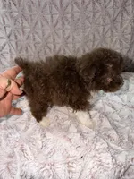 Puddles, a female Poodle - Toy  for sale in Phoenix, AZ – 2 of 4