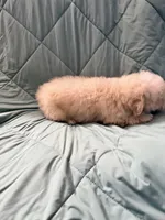 Sugar, a female Poodle - Toy  for sale in Phoenix, AZ – 2 of 3