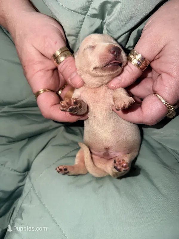 Casper – Miniature Dachshund puppy for sale in Phoenix, AZ