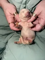 Casper, a male Miniature Dachshund for sale in Phoenix, AZ – 1 of 4