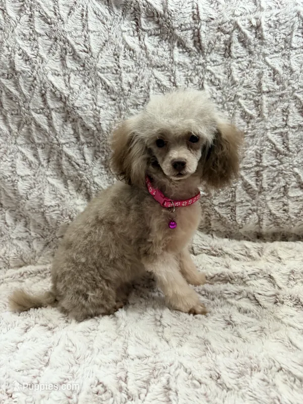 Puddles – Poodle - Toy  puppy for sale in Phoenix, AZ