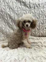 Puddles, a female Poodle - Toy  for sale in Phoenix, AZ – 1 of 10