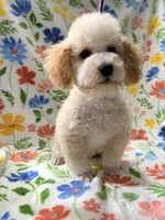 Lexie, a female Poodle - Toy  for sale in Phoenix, AZ – Photo 3 of 4