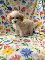 Lexie, a female Poodle - Toy  for sale in Phoenix, AZ – Photo 4 of 4