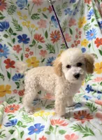 Lexie, a female Poodle - Toy  for sale in Phoenix, AZ – Photo 2 of 4