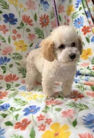 Lexie, a female Poodle - Toy  for sale in Phoenix, AZ – Photo 1 of 4