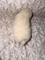 Peanut, a female Poodle - Toy  for sale in Phoenix, AZ – 3 of 8
