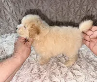 Barney, a male Poodle - Toy  for sale in Phoenix, AZ – 2 of 10