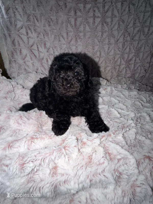 Holly – Poodle - Toy  puppy for sale in Phoenix, AZ