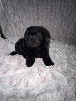 Holly, a female Poodle - Toy  for sale in Phoenix, AZ – 1 of 8