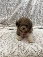 Puddles, a female Poodle - Toy  for sale in Phoenix, AZ – 2 of 6